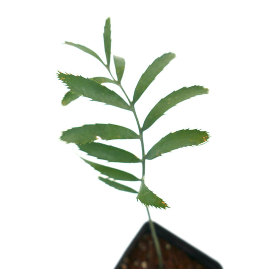 Encephalartos arenarius young cycad with green serrated leaves in small pot