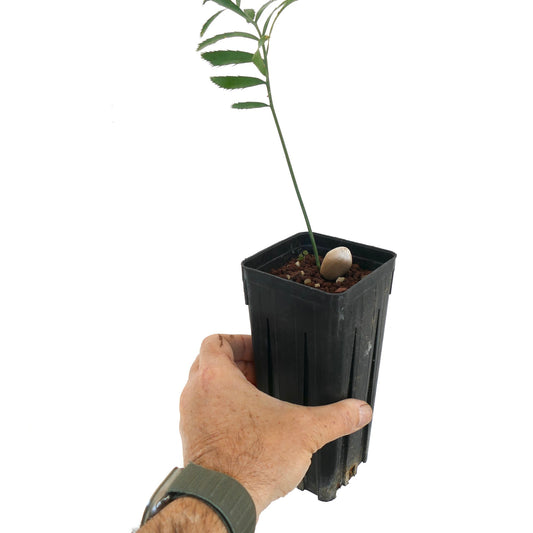 Encephalartos arenarius young seedling with slender stem and green leaflets in black nursery pot