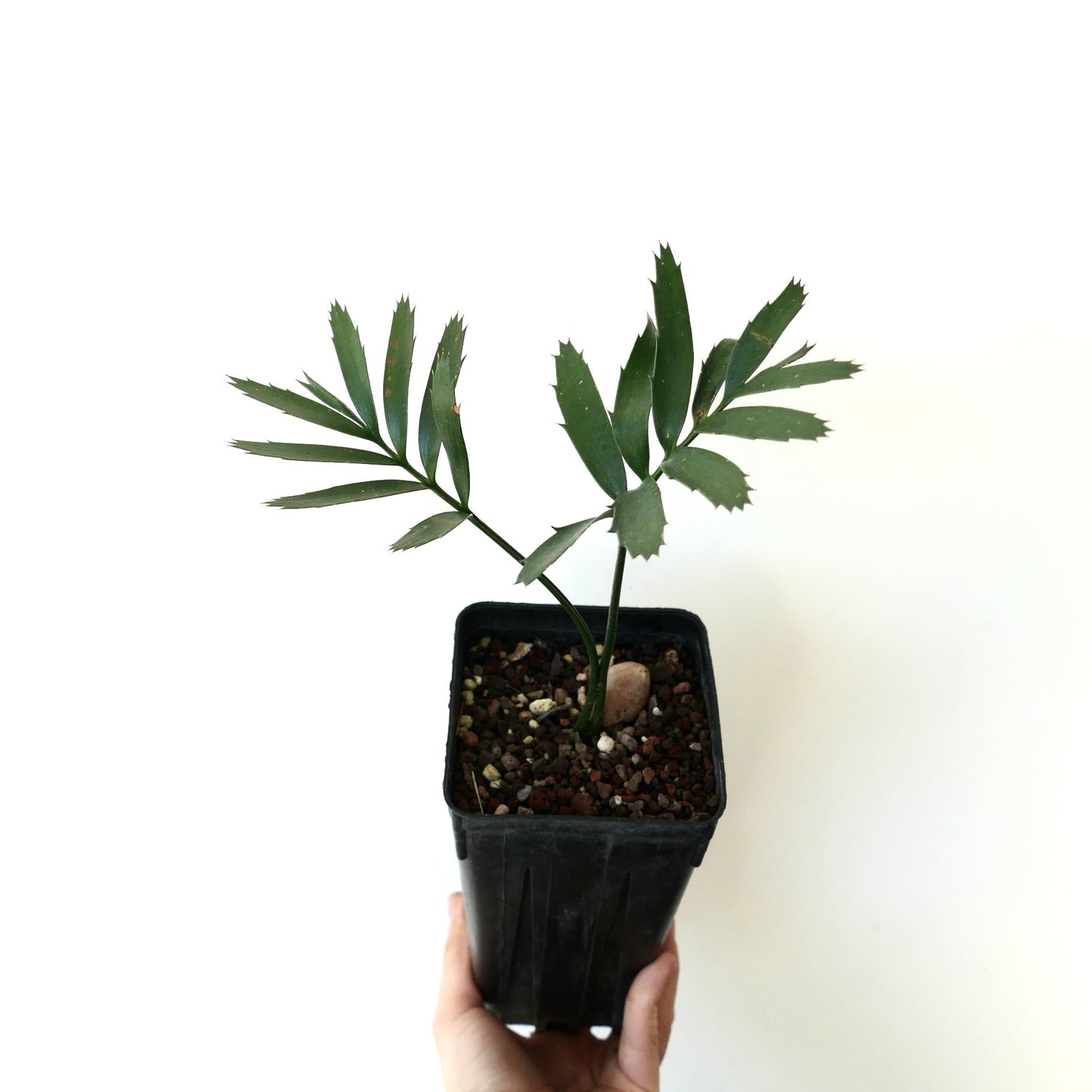 Encephalartos arenarius TWO LEAVES SEEDLING
