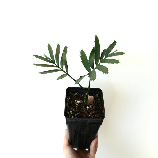Encephalartos arenarius TWO LEAVES SEEDLING