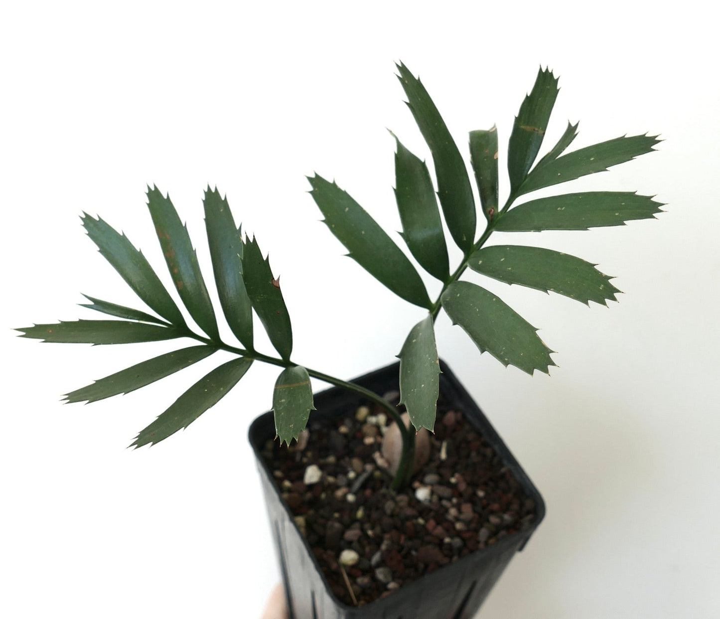 Encephalartos arenarius TWO LEAVES SEEDLING