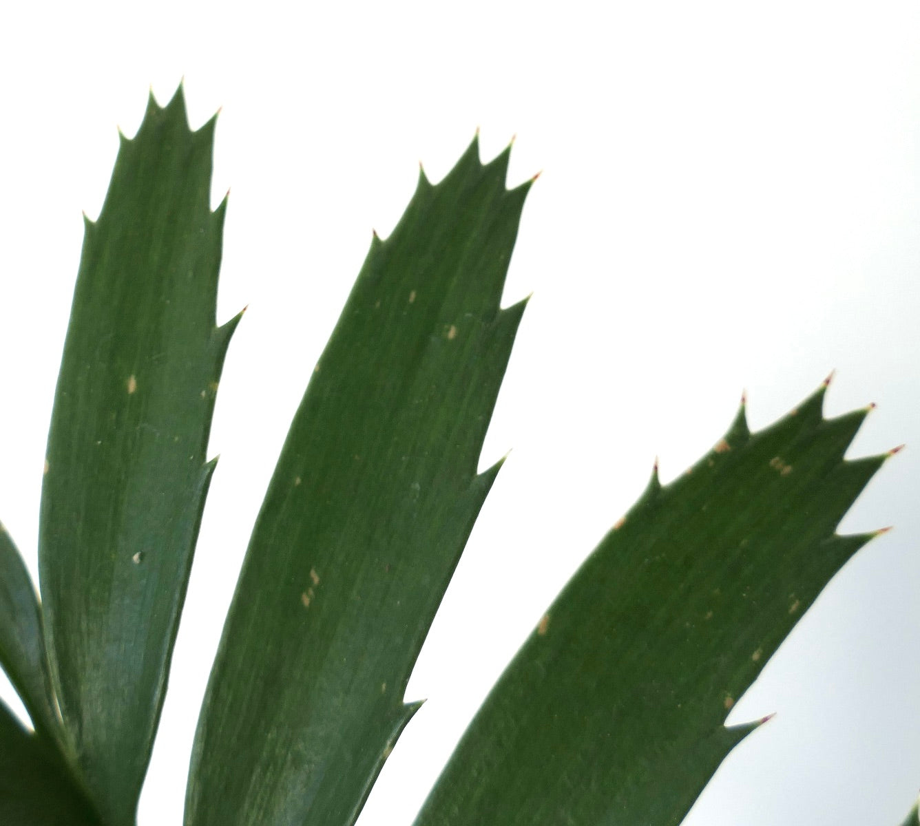 Encephalartos arenarius TWO LEAVES SEEDLING