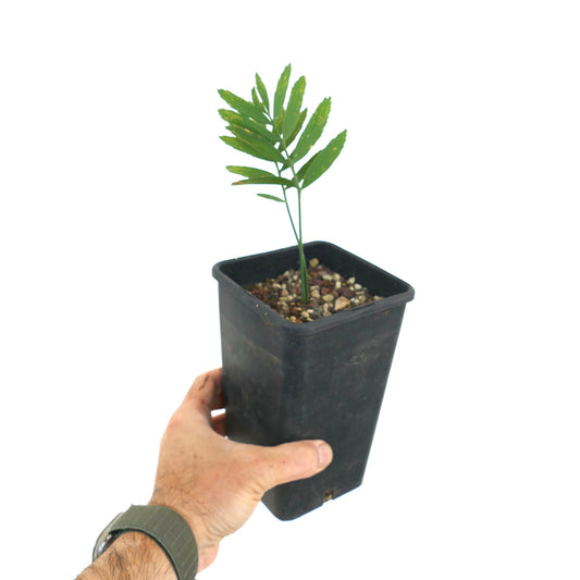 Encephalartos arenarius young rare cycad with slender green leaves in black nursery pot