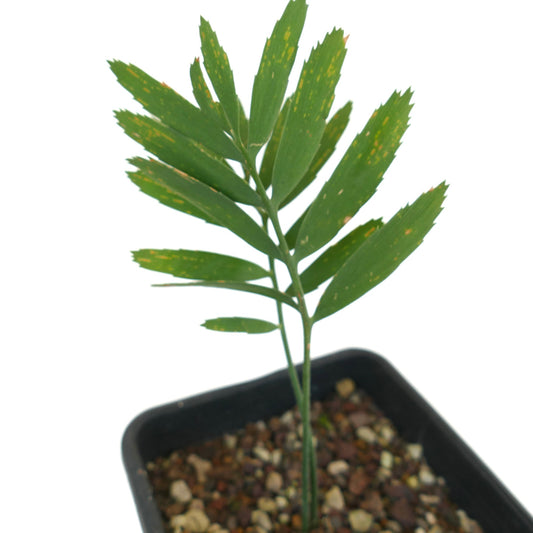 Encephalartos arenarius young green cycad with narrow leaflets in small pot