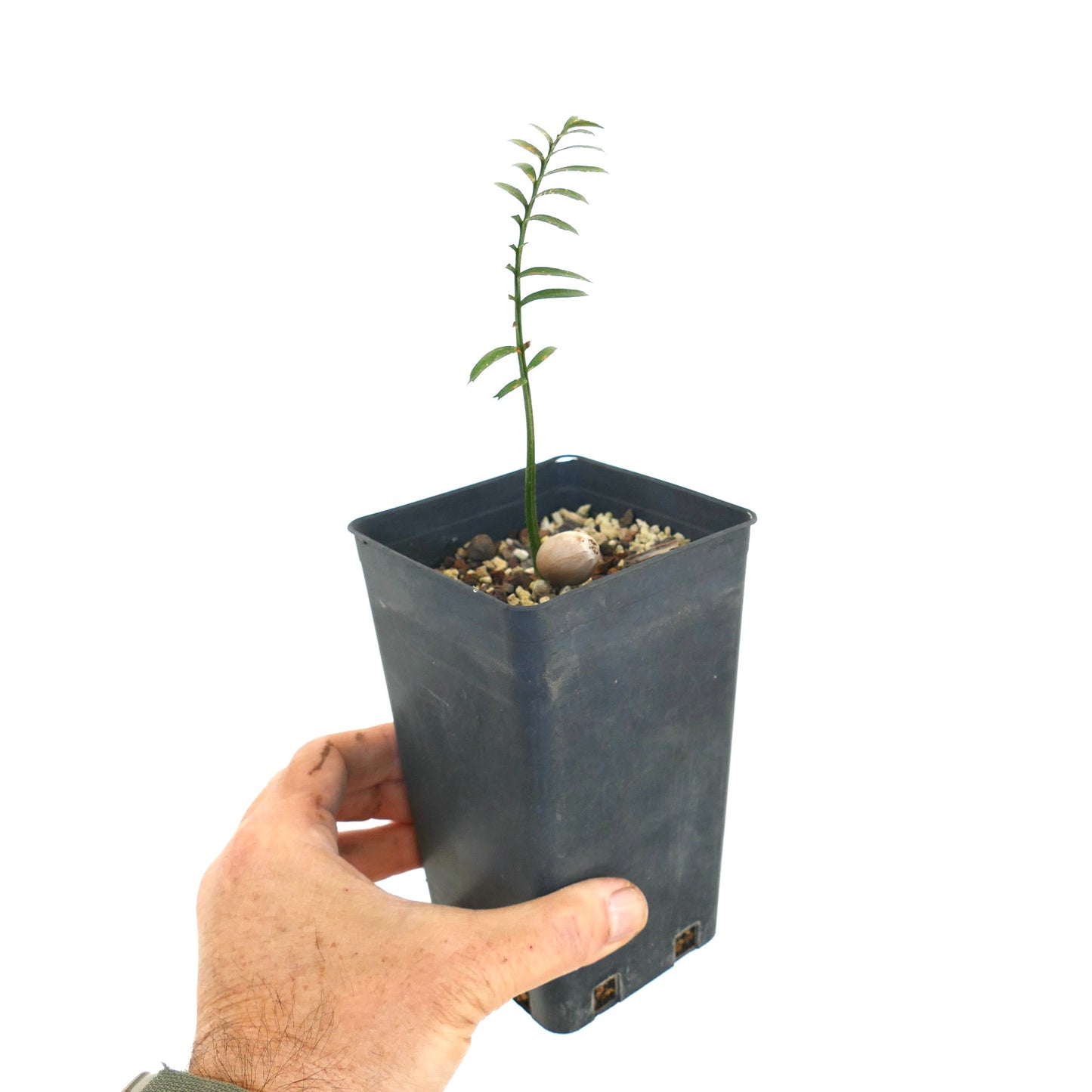 Encephalartos caffer young seedling with slender green leaves in black nursery pot held by hand