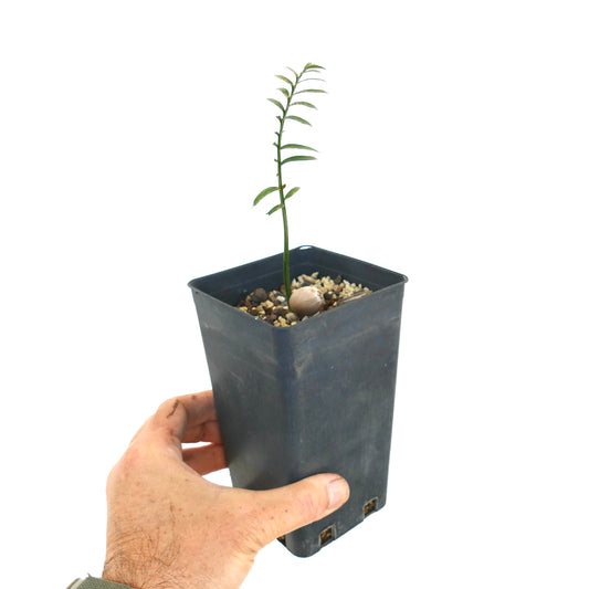 Encephalartos caffer young seedling with slender green leaves in black nursery pot held by hand
