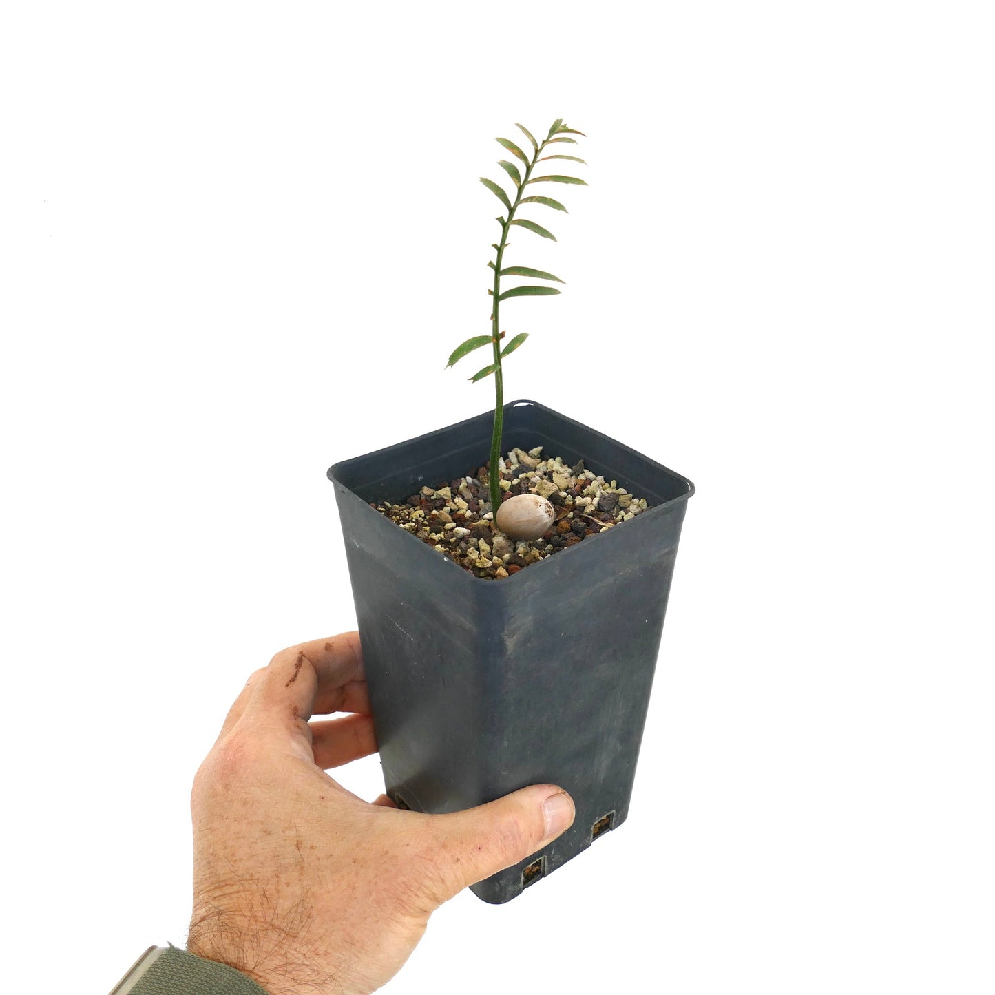 Encephalartos caffer young seedling with slender green leaves in black nursery pot