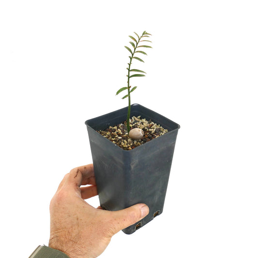 Encephalartos caffer young seedling with slender green leaves in black nursery pot