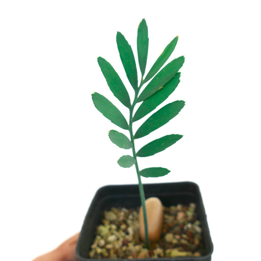 Encephalartos dolomiticus young green pinnate leaf plant in black nursery pot with gravel soil