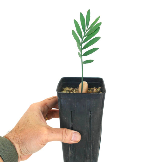 Encephalartos dolomiticus young rare cycad plant with pinnate green leaves in black nursery pot