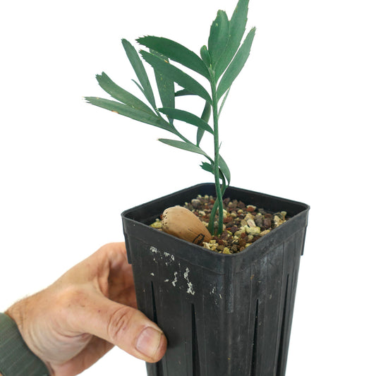 Encephalartos dyerianus young rare cycad with bluish-green leaves in black nursery pot