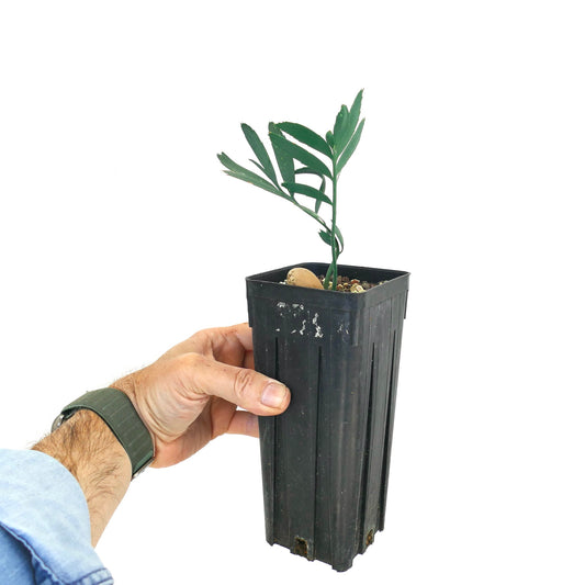 Encephalartos dyerianus young cycad plant with slender green leaves in black nursery pot