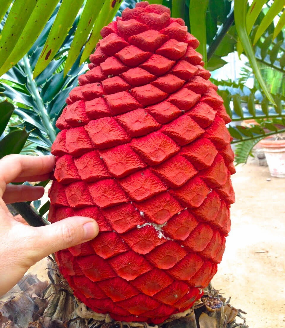 Encephalartos ferox super roter weiblicher Zapfen, berührt von einer menschlichen Hand in einem unserer Gewächshäuser