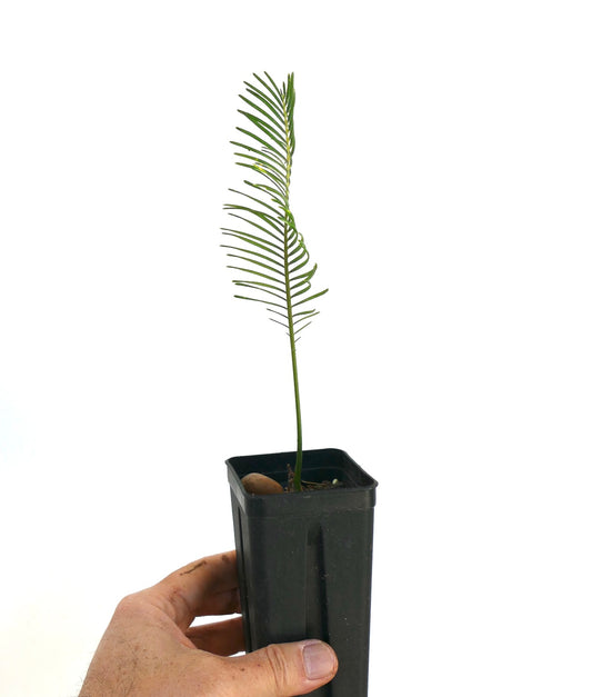 Encephalartos ghellinckii young slender cycad seedling with narrow green leaflets in black nursery pot