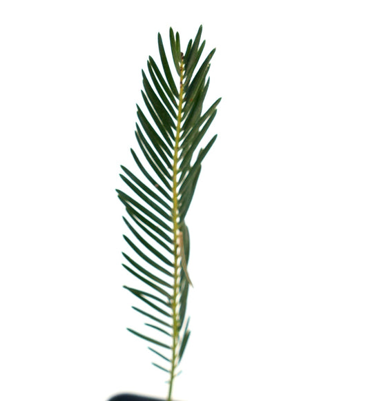 Encephalartos ghellinckii seedling with narrow green leaflets and central stem structure