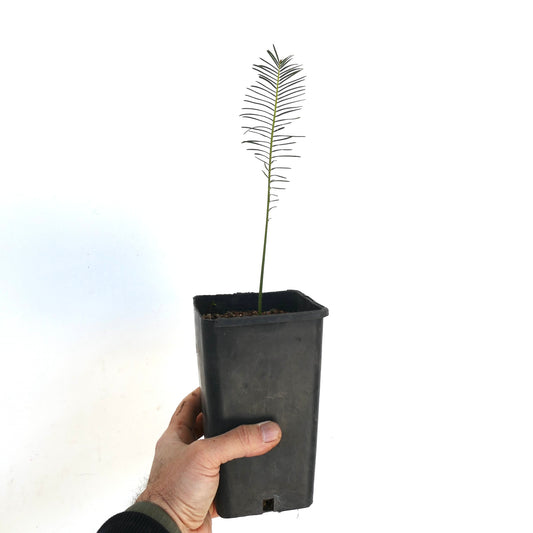 Encephalartos ghellinckii slender seedling with narrow green leaflets in black nursery pot held by hand