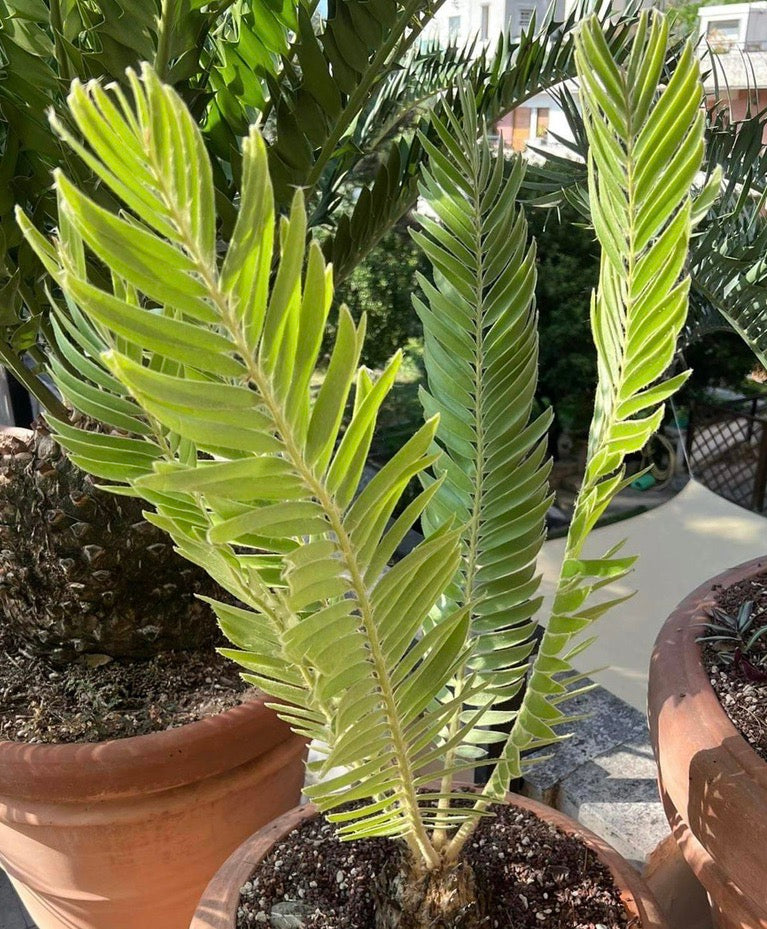 Encephalartos heenanii young seedling with bright green pinnate leaves and textured trunk in pot
