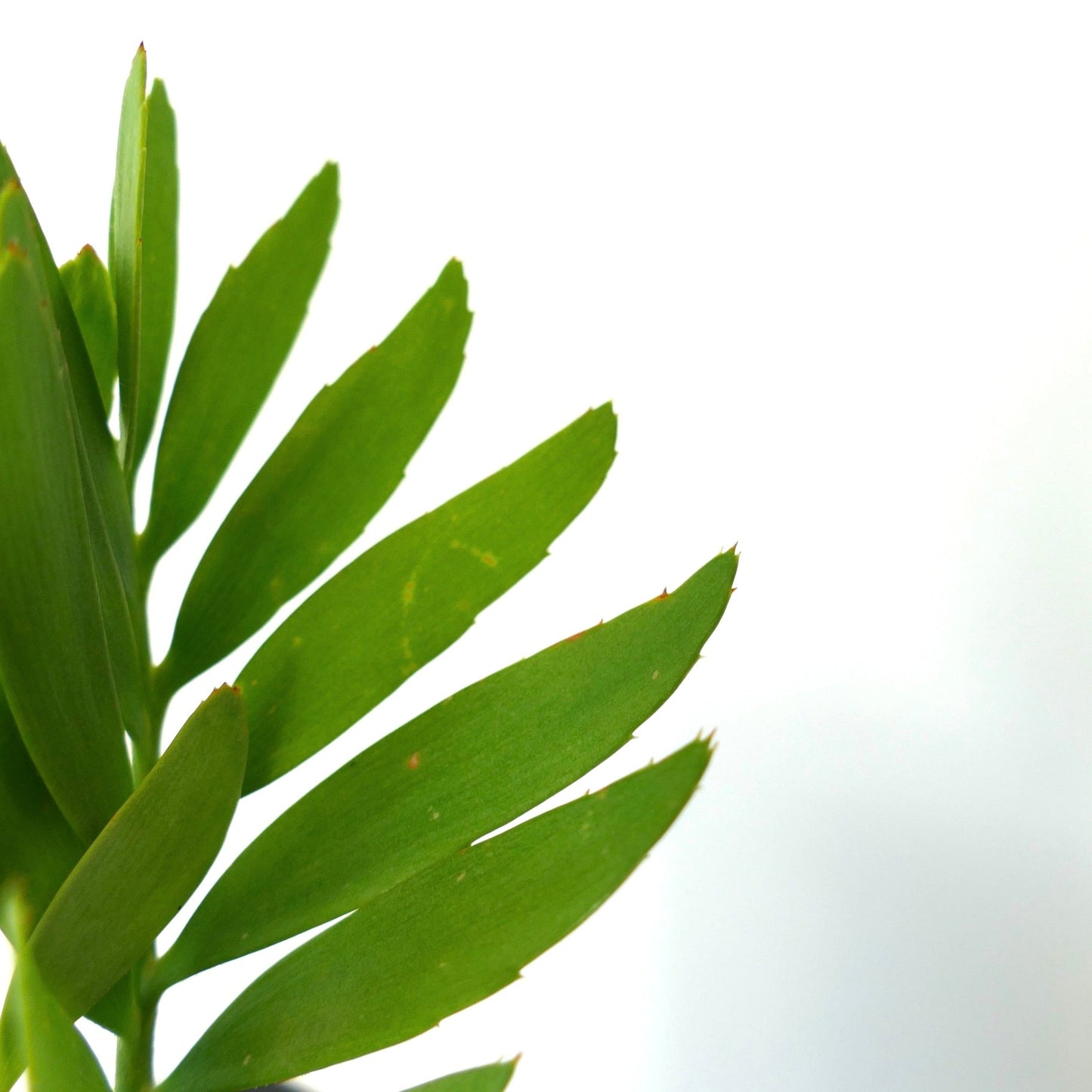 Encephalartos middelburgensis rare cycad with elongated green leaflets and small spines on edges