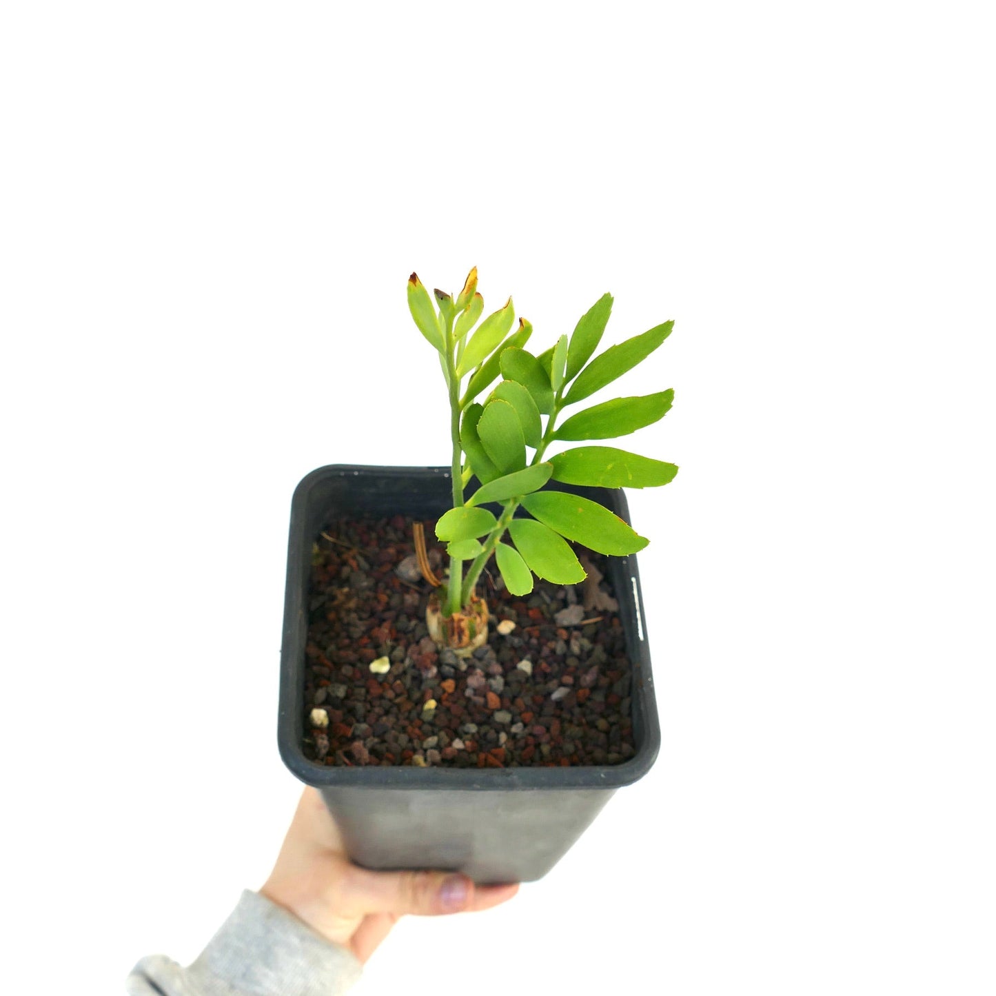 Encephalartos middelburgensis young rare cycad plant in black nursery pot held by hand