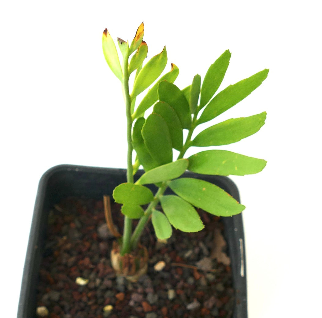 Encephalartos middelburgensis young rare cycad with bright green leaves in black pot