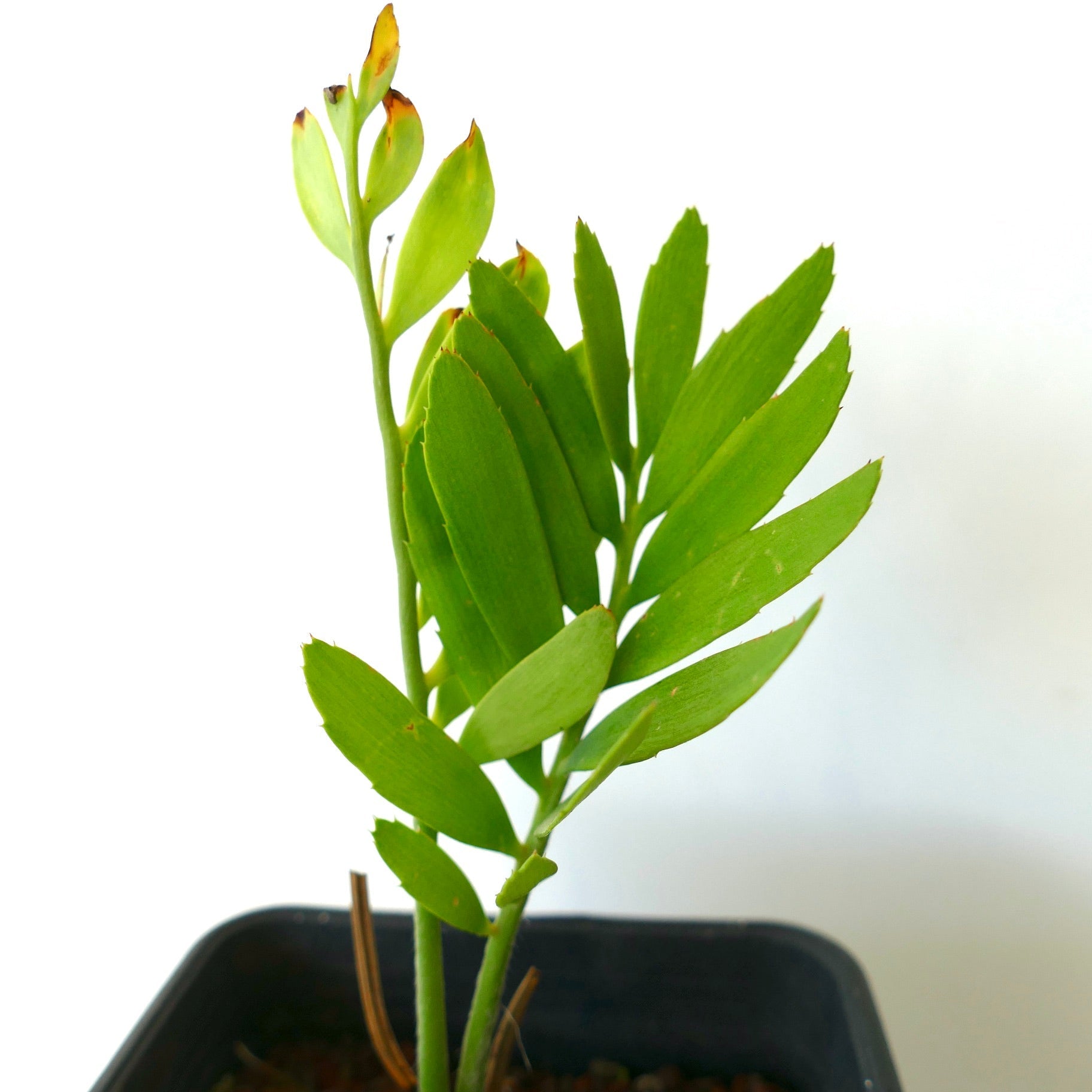Encephalartos middelburgensis young rare cycad with bright green leaflets in black pot