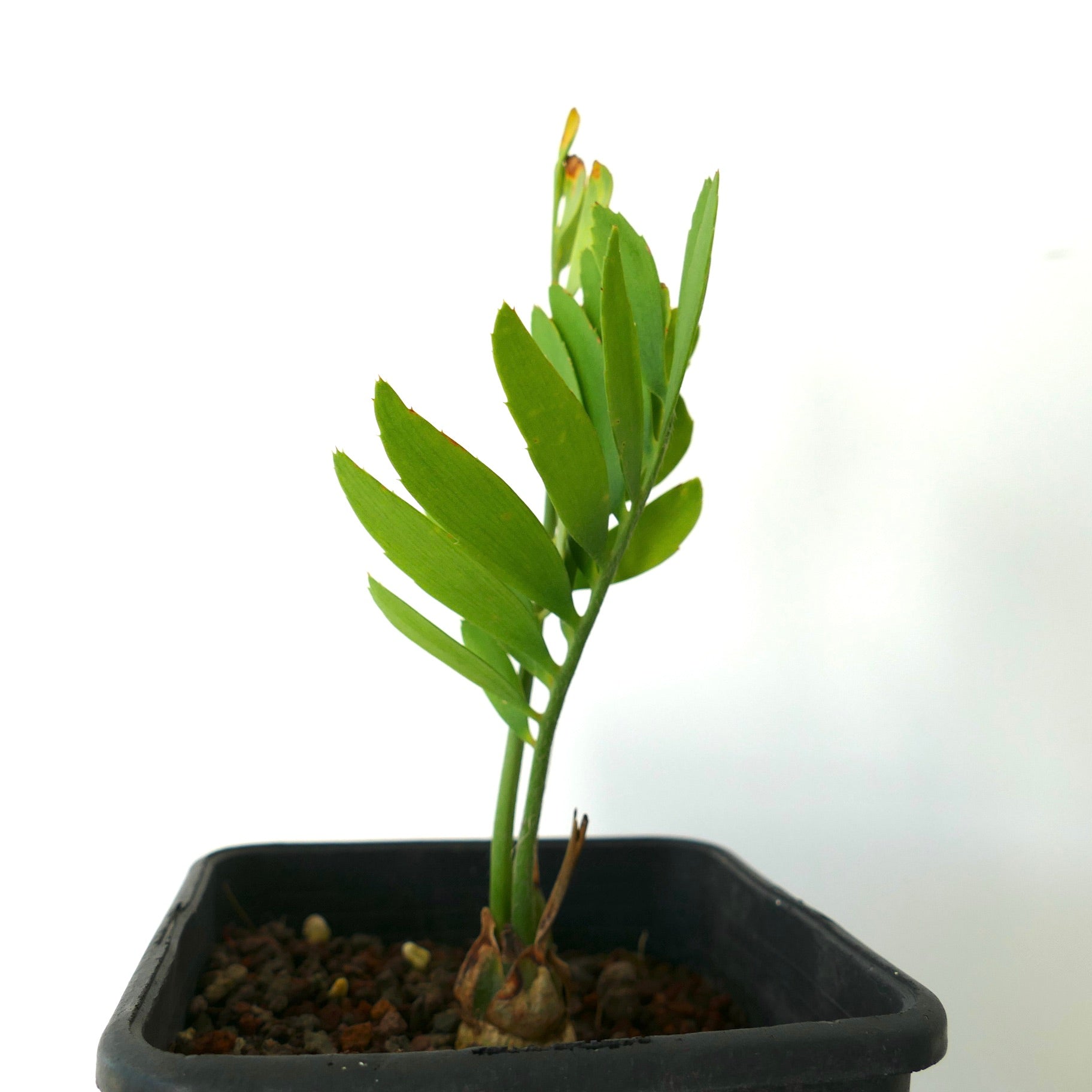 Encephalartos middelburgensis young rare cycad with green leaflets in black pot