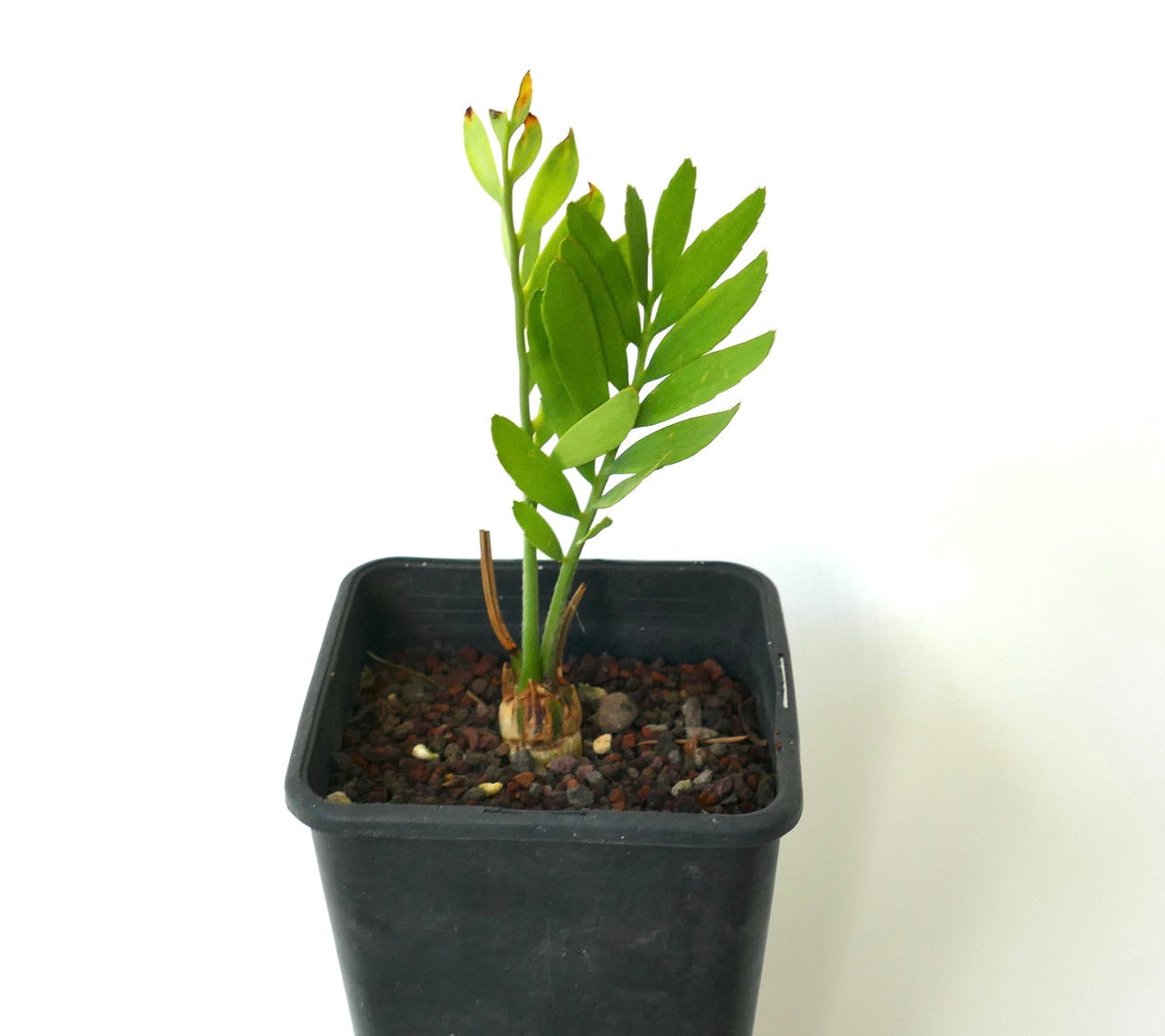 Encephalartos middelburgensis young potted cycad with bright green leaflets and bulbous base