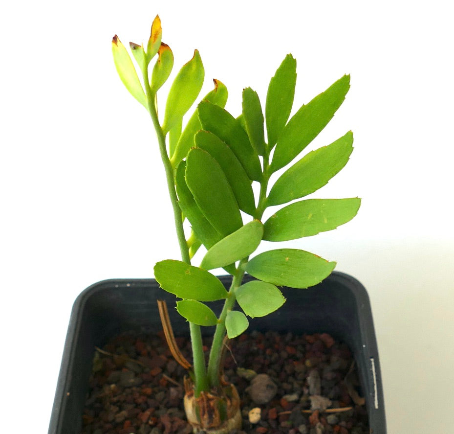 Encephalartos middelburgensis young green cycad plant in black nursery pot with rocky soil