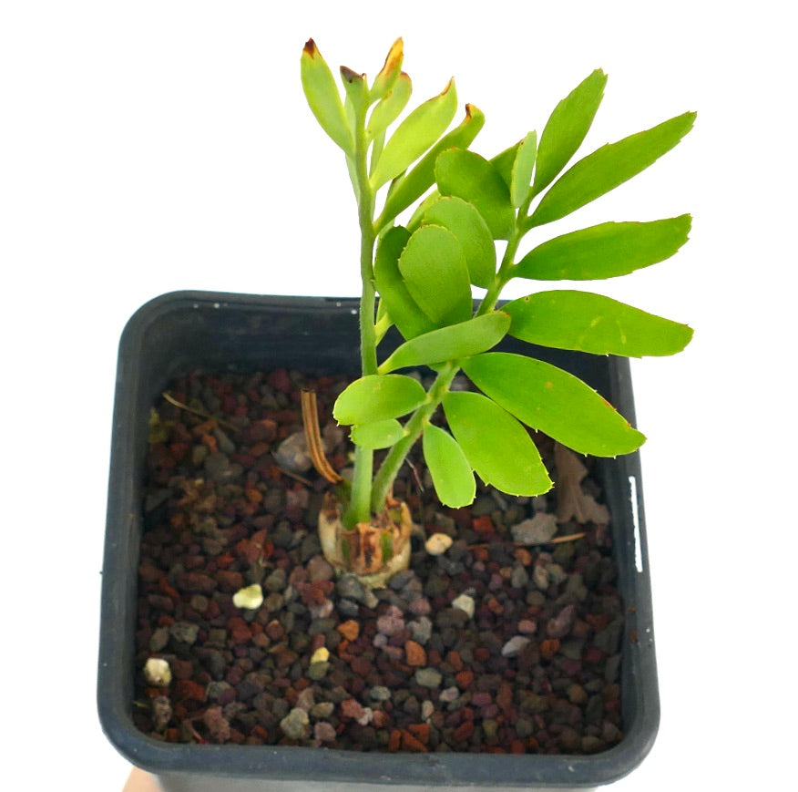 Encephalartos middelburgensis young rare cycad plant with bright green leaves in black pot