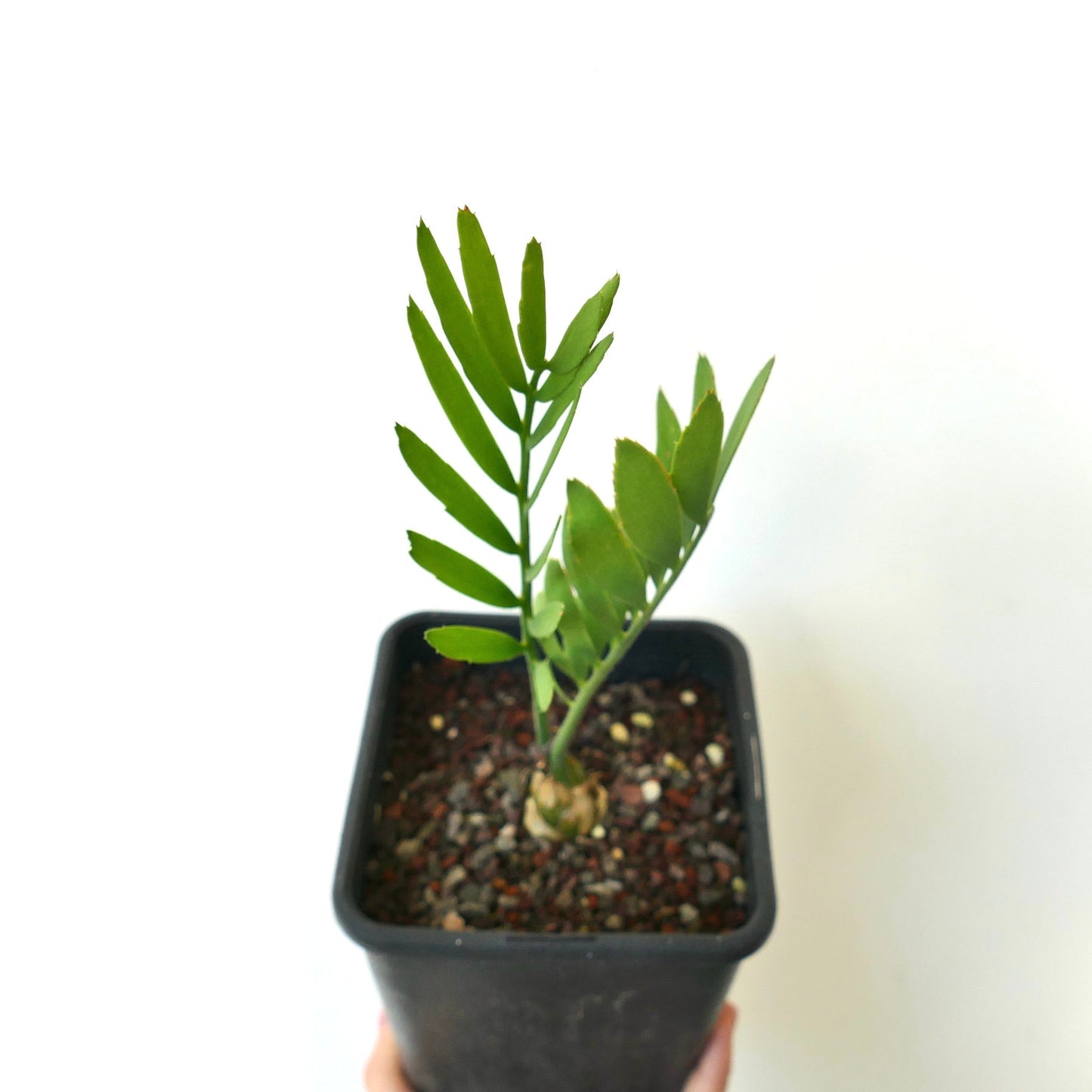 Encephalartos middelburgensis SELECTED