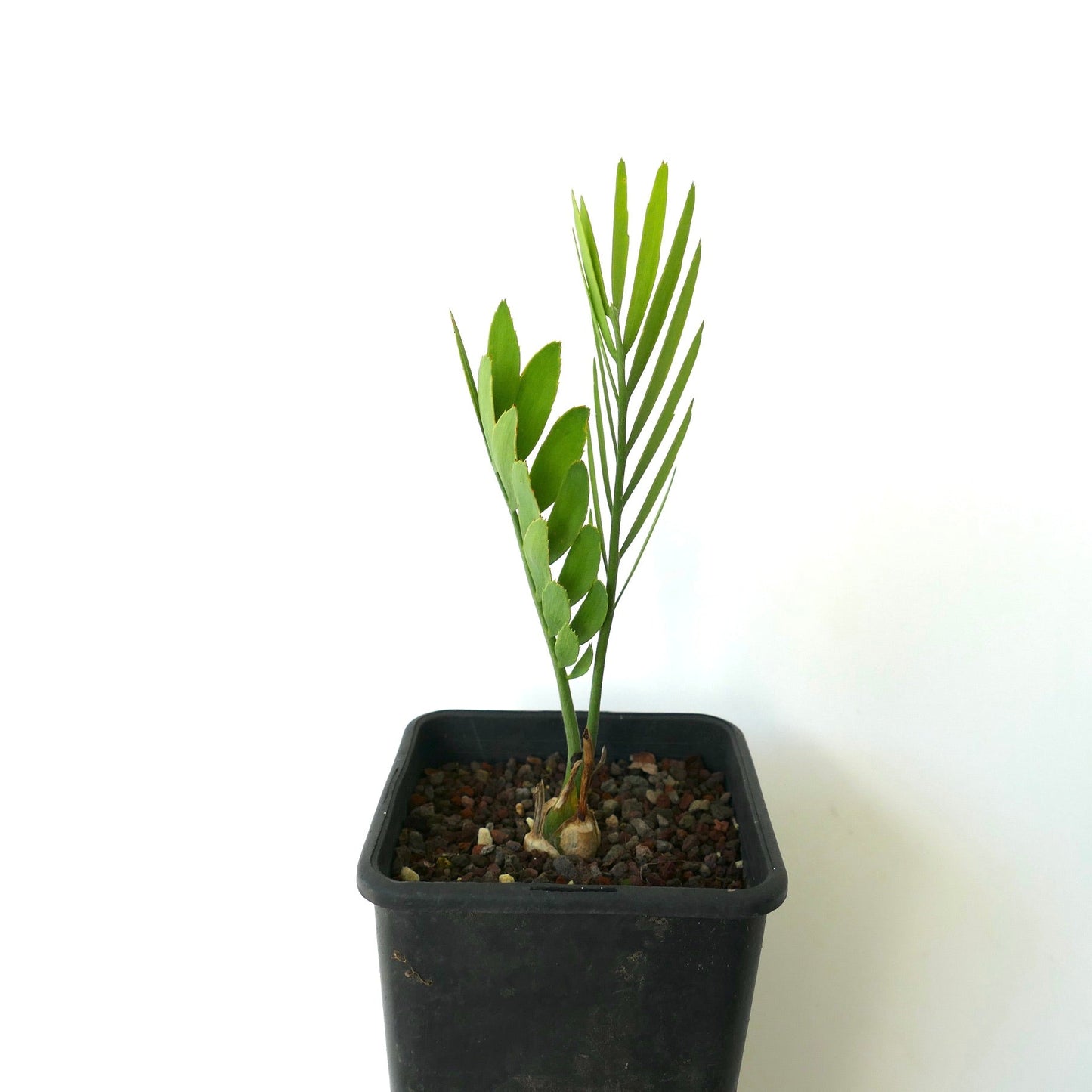 Encephalartos middelburgensis SELECTED