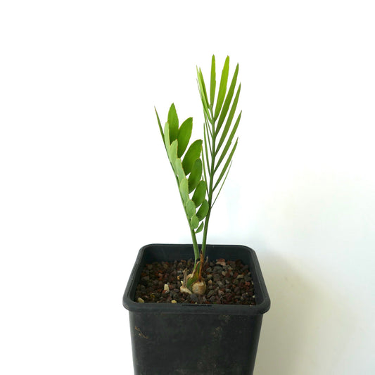 Encephalartos middelburgensis SELECTED