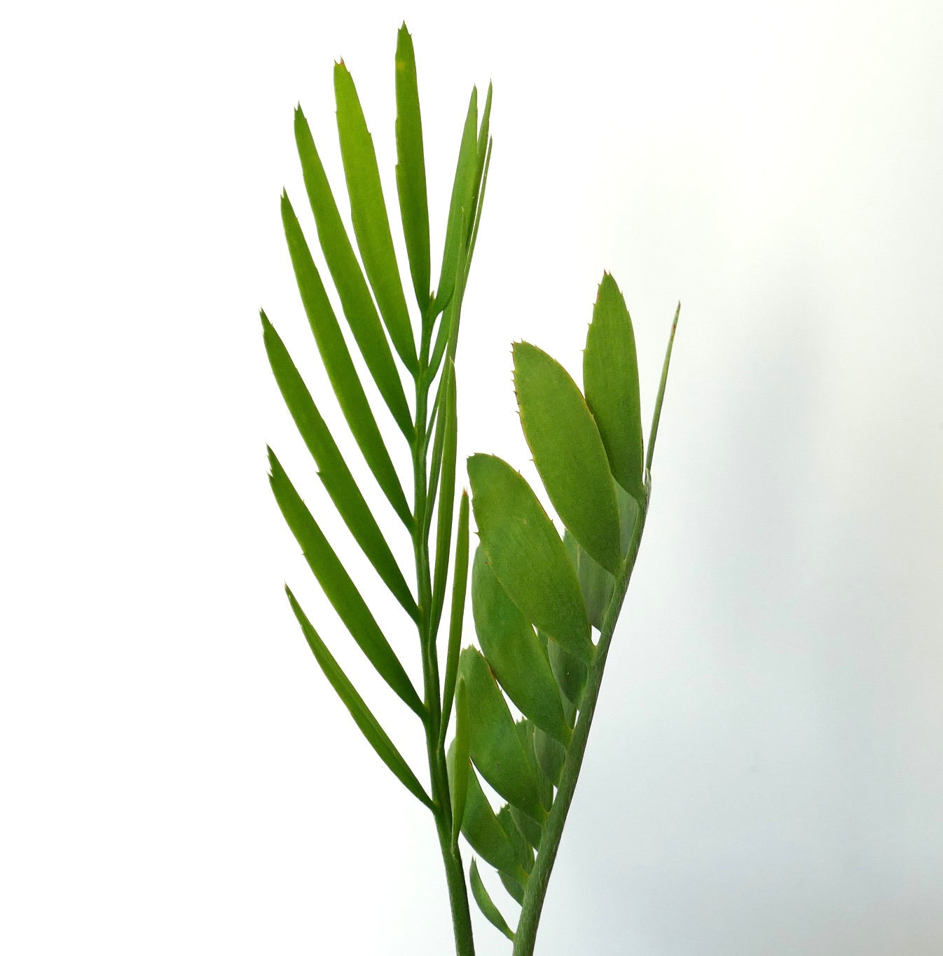 Encephalartos middelburgensis SELECTED