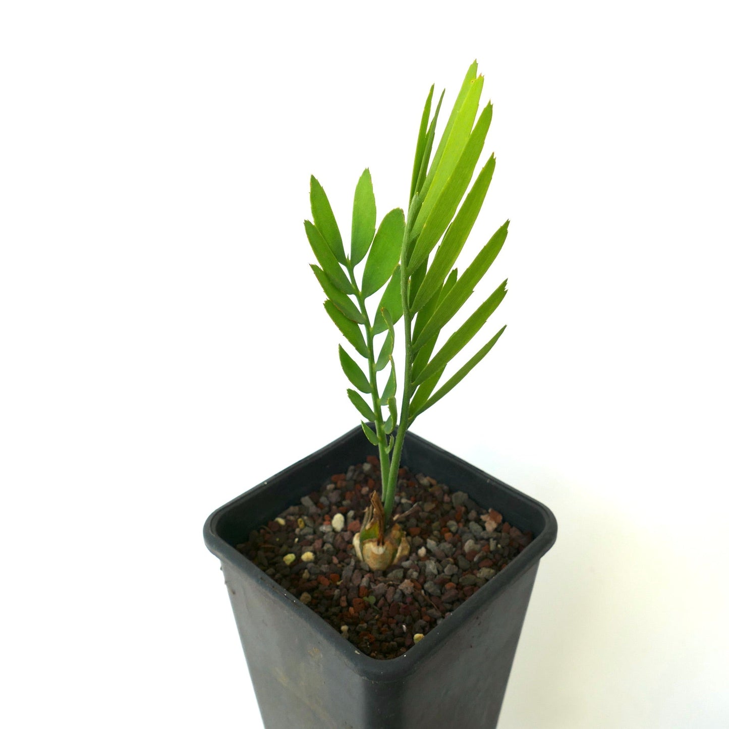 Encephalartos middelburgensis SELECTED