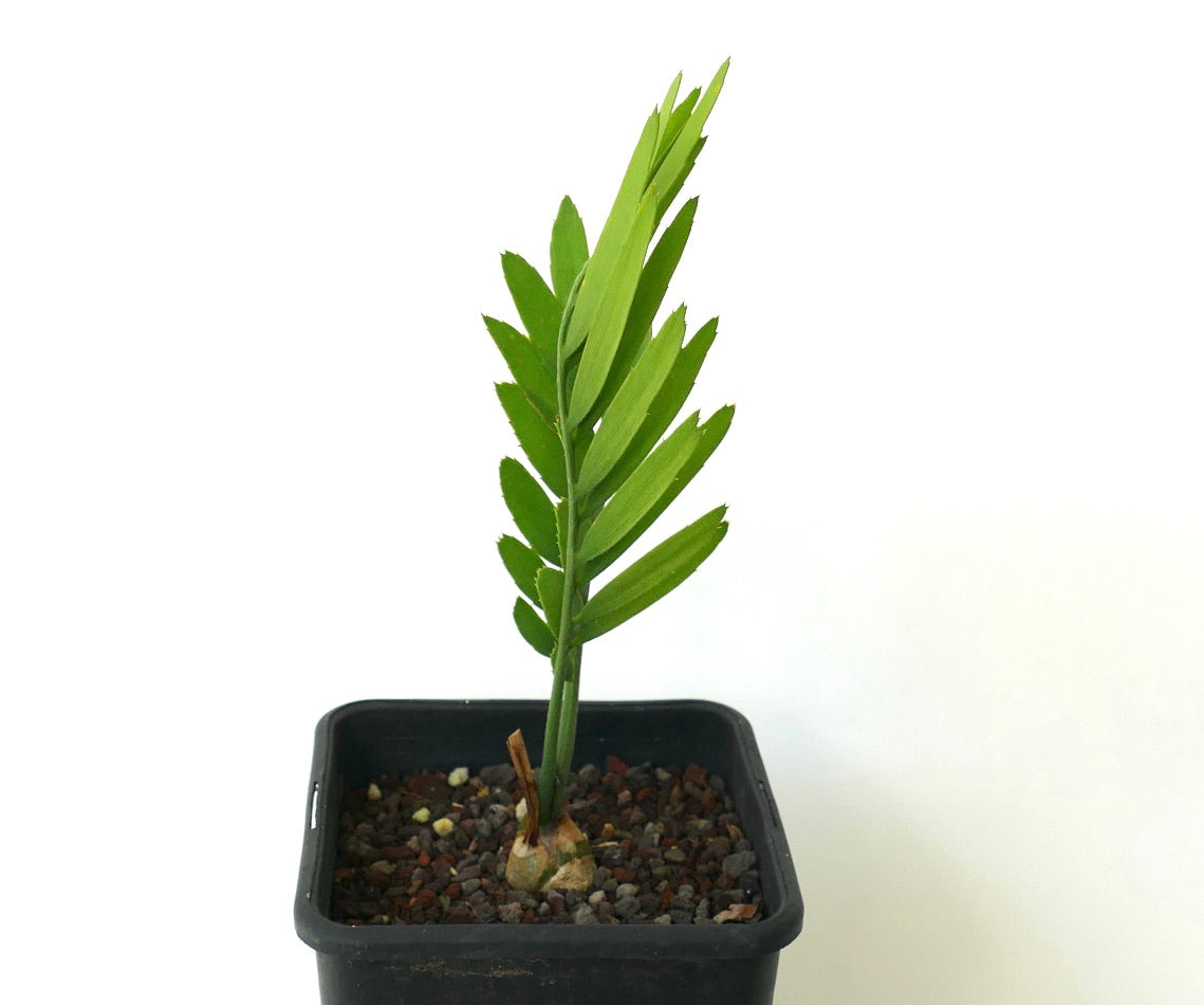 Encephalartos middelburgensis SELECTED