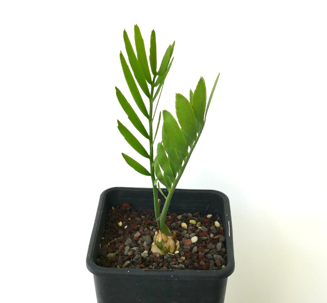 Encephalartos middelburgensis SELECTED