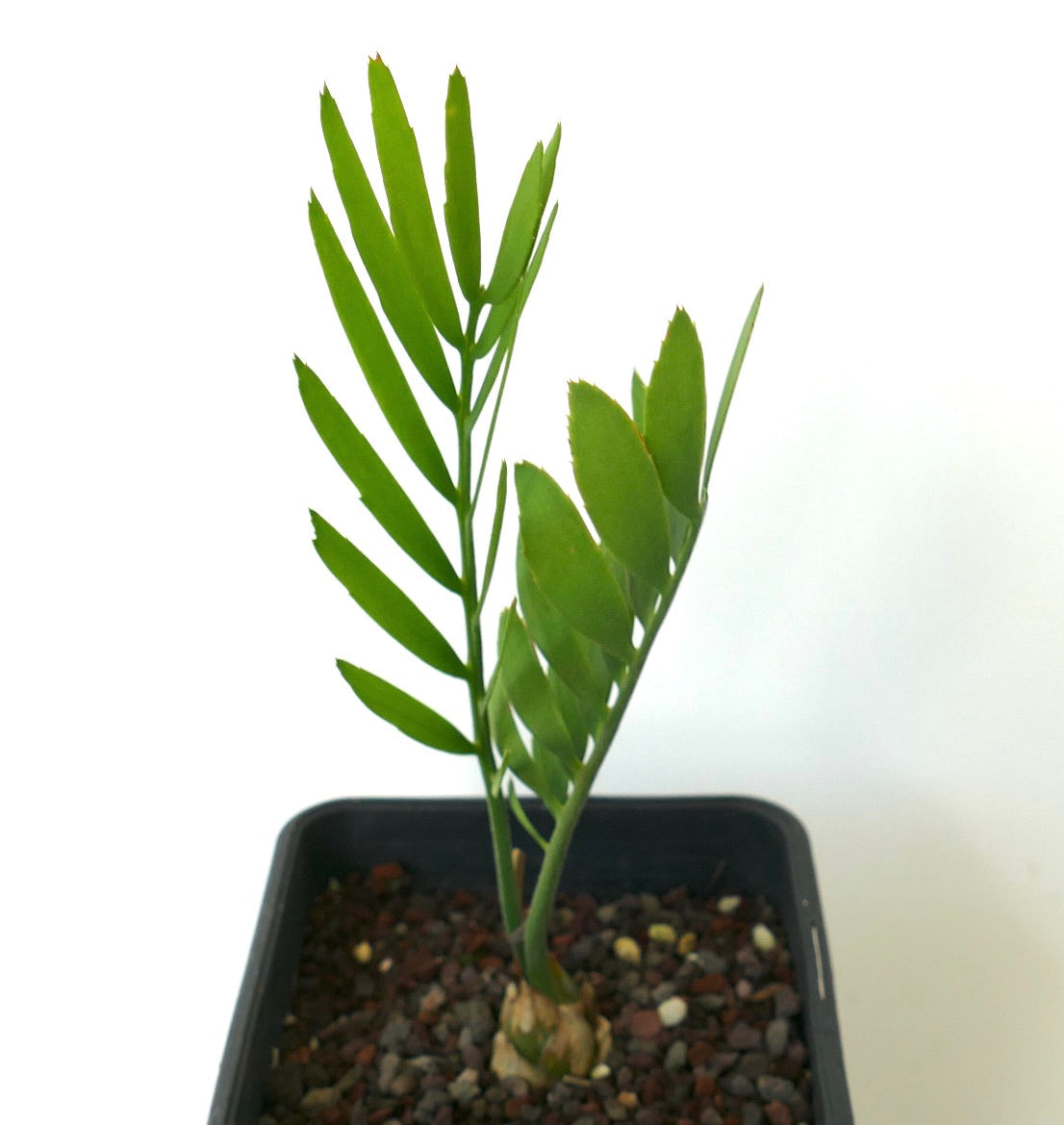 Encephalartos middelburgensis SELECTED