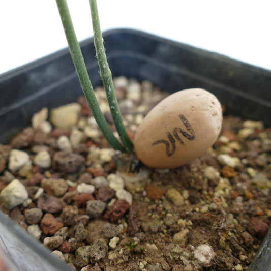 Close-up of plant label for Encephalartos nubimontanus var. robustus in gravel soil pot