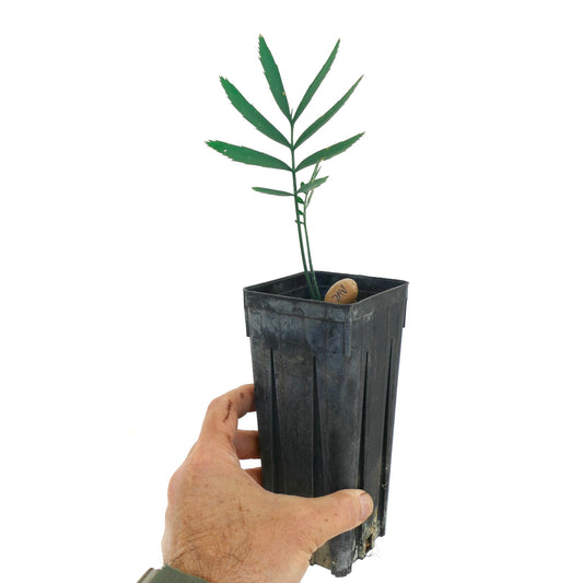 Encephalartos nubimontanus var. robustus young rare cycad seedling in black nursery pot