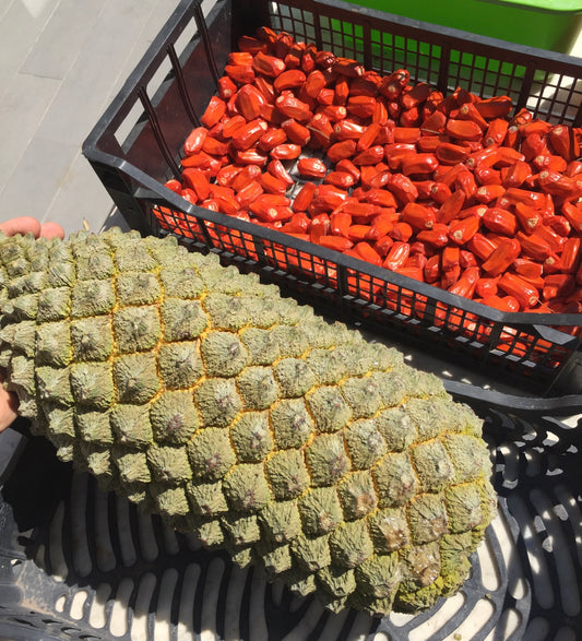 Encephalartos trispinosus large textured cone with bright red seeds in basket