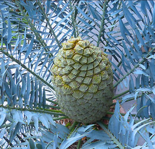 Encephalartos trispinosus large cone with blue-green pinnate leaves and spiny leaflets
