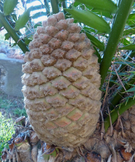 Encephalartos aemulans (piantina ad 1 foglia)