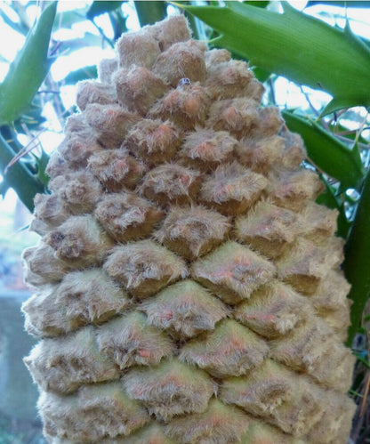 Encephalartos aemulans (piantina ad 1 foglia)