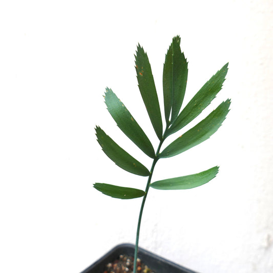 Encephalartos aemulans young rare cycad with elongated green leaflets and serrated edges