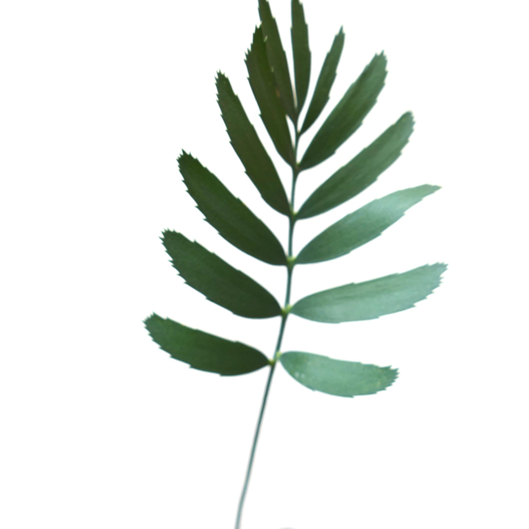 Encephalartos aemulans green pinnate leaves with serrated edges and slender stem