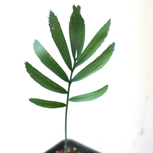 Encephalartos aemulans rare cycad with elongated green leaflets and serrated edges growing in pot