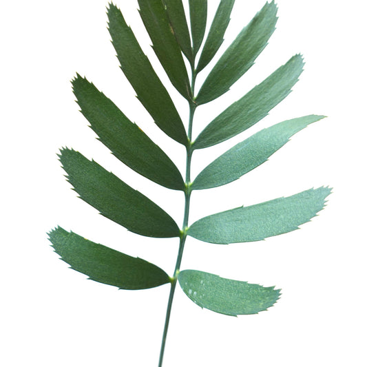 Encephalartos aemulans green pinnate leaves with serrated edges and smooth texture