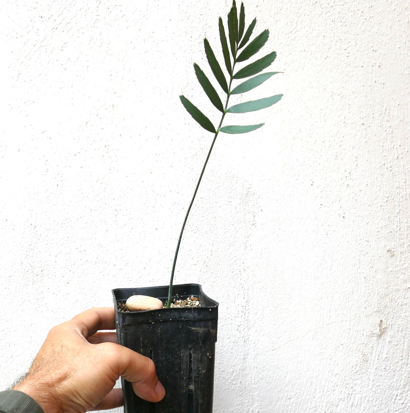 Encephalartos aemulans young rare cycad seedling with slender green leaves in black pot