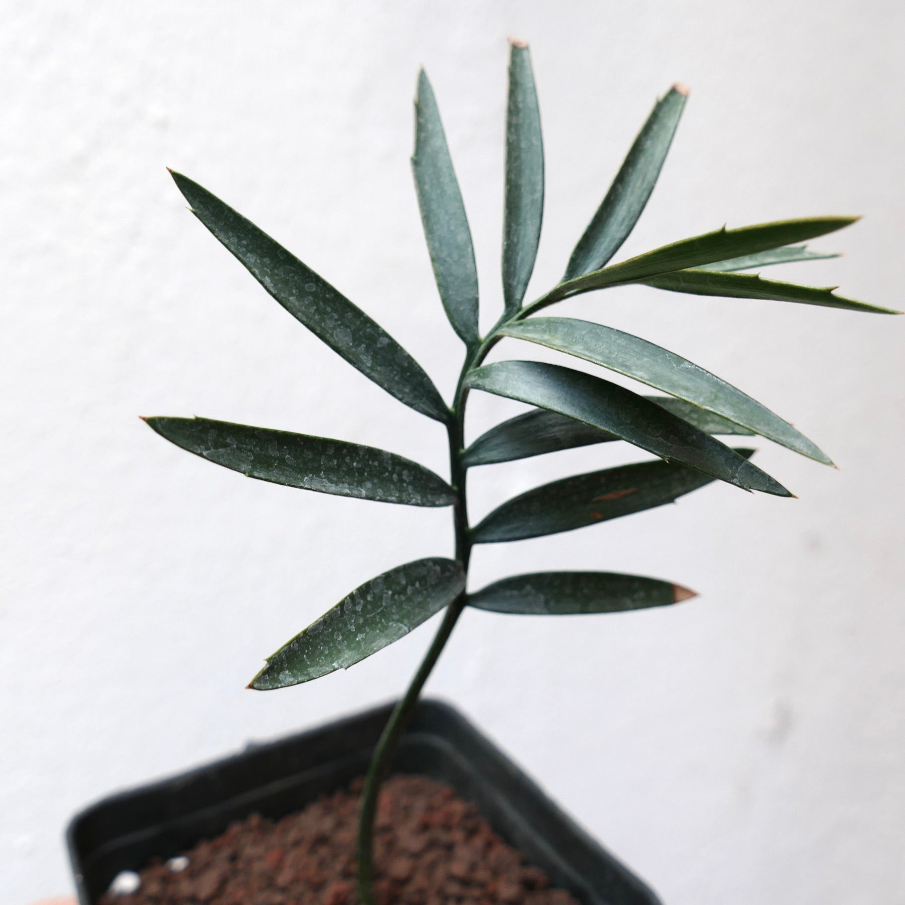 Encephalartos altensteinii young rare cycad with elongated dark green leaves and smooth texture