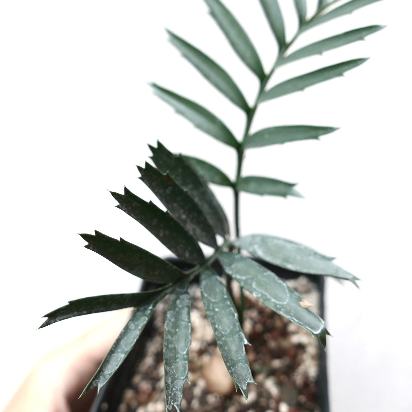 Encephalartos altensteinii rare cycad with dark green serrated leaves and textured surface